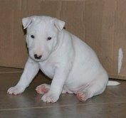 Bienvenida cachorro bull terrier libre para Adopción de ella es adorable