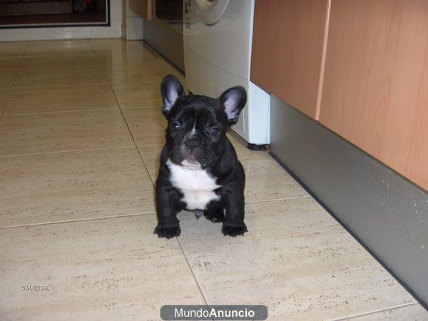 CACHORRO BULLDOG FRANCES negro y pecho blanco