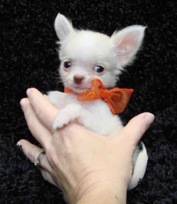 Cachorros de chihuahua de pelo largo.