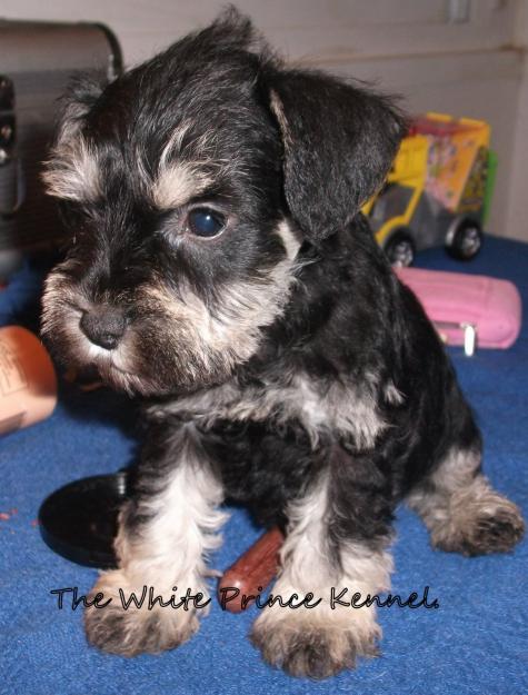 CACHORROS SCHNAUZER MINIATURA NEGRO Y PLATA PEDIGREE LOE