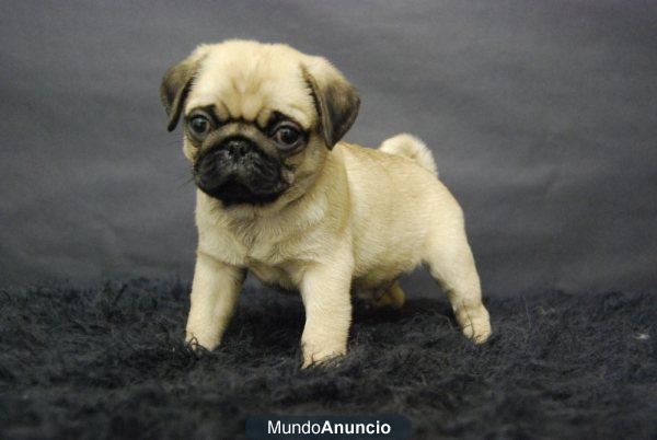 Carlino Pug nueva camada cachorritos