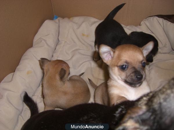 chihuahuas de un kilo