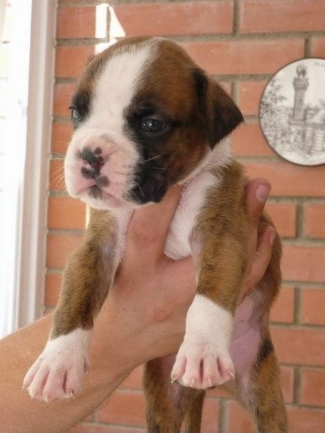 Excelente cachorro de boxer