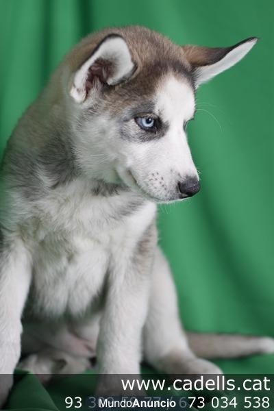 Husky Siberiano, camada en tienda mascotas Barcelona