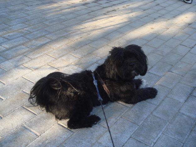 LHASA APSO MACHO BUSCA NOVIA