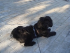 LHASA APSO MACHO BUSCA NOVIA - mejor precio | unprecio.es