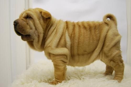 perritos de calidad shar pei