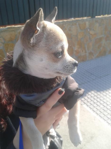 Se vende chihuahua macho cabeza de manzana