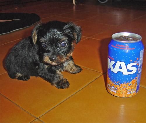 SE VENDEN 3 YORKSHIRE TERRIER CACHORROS. Galicia