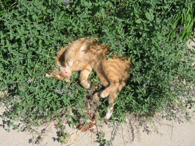 vendo plantitas de napeta cataria,menta para gatos ,canip, neveda esa planta que le encant