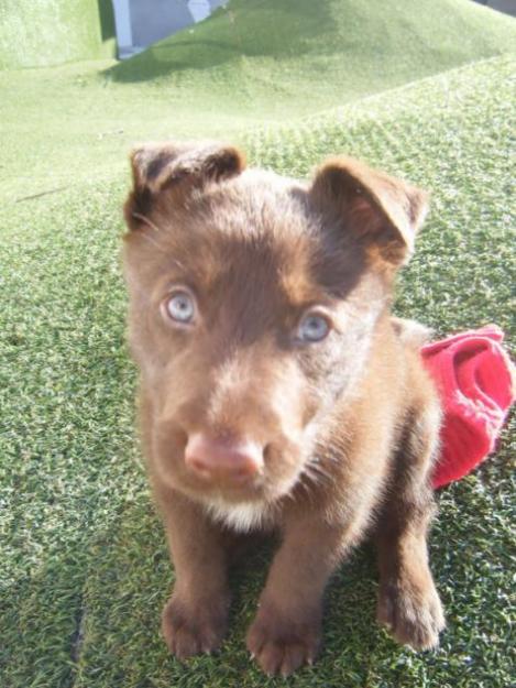 Puchi, cachorro tamaño grande, 2 meses