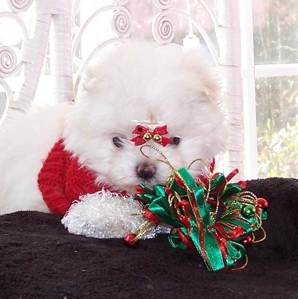 adorables cachorros maltés para su celebración de la navidad, en contacto con nosotros