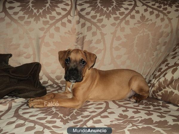 Boxer cachorro..leonado - vendo