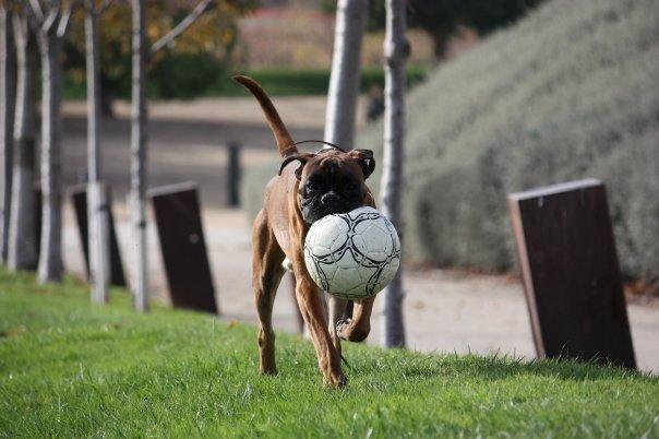 boxer dorado para montas 20 mese