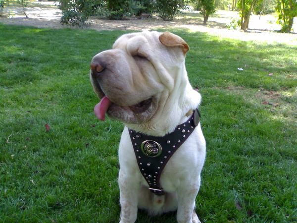 busco sharpei hembra canela, arena...