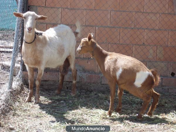 cabras economicas