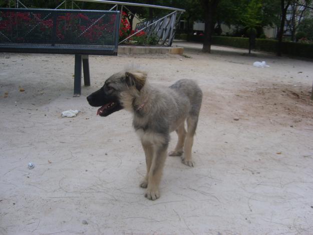 cachorra p. belga 7 meses tamaño mediano en adopcion