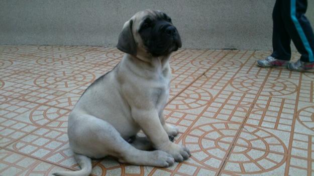 cachorros de bullmastiff