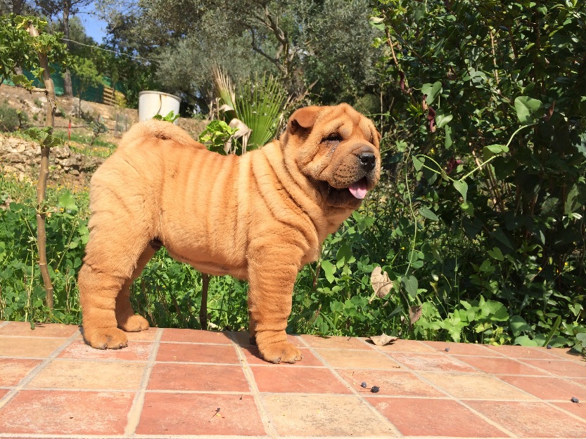 Cachorros de Shar Pei