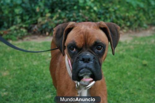 cachorrro cruce de boxer y breton - Valencia