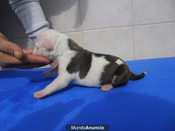 CAMADA DE AMERICAN STAFFORDSHIRE TERRIER