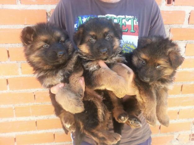 grandes cachorros de pastor aleman