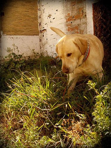 GUAPÍSIMO LABRADOR RETRIEVER CON PEDIGREE BUSCA PERRITA PARA MONTA