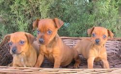 PINSCHER MINI, PRECIOSOS CACHORRITOS 250