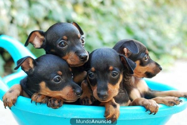 Regalate un cachorrito Mini Pinscher