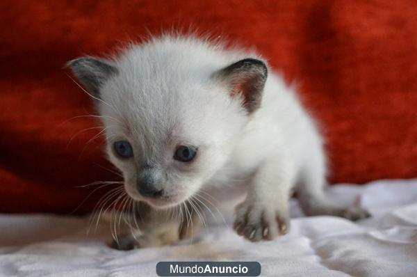 REGALO GATITOS