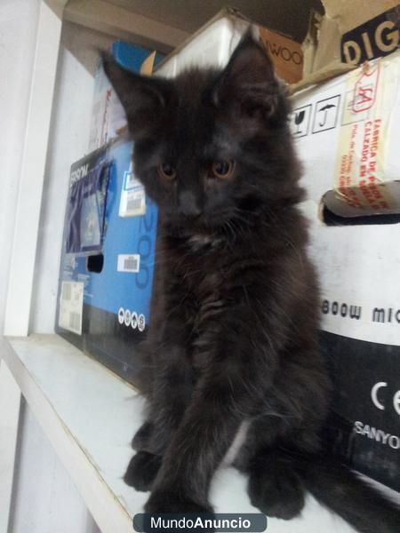 SE VENDEN GATOS MAINE COON