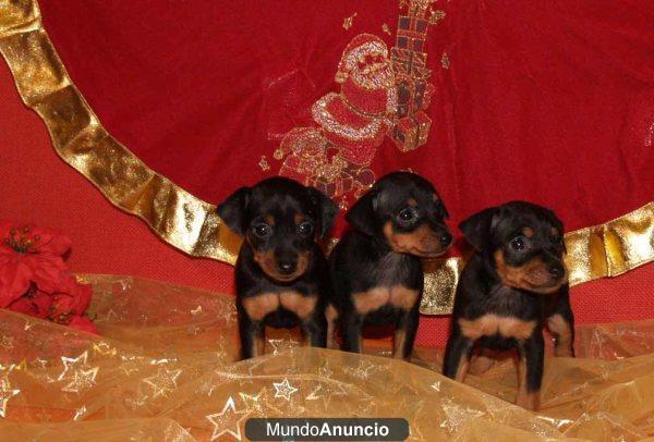 Tu MINI PINCHER INCREIBLES CACHORROS