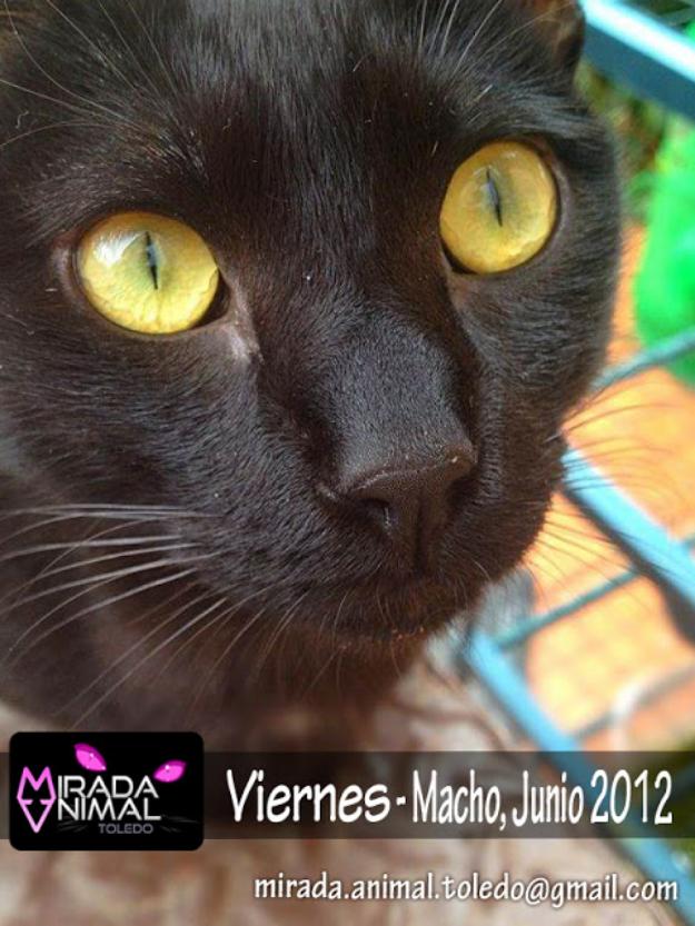 Viernes, gato panterita buscando a un adoptante que entienda lo que ha sufrido