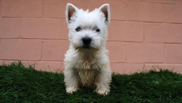 Westy cachorritos de raza y calidad