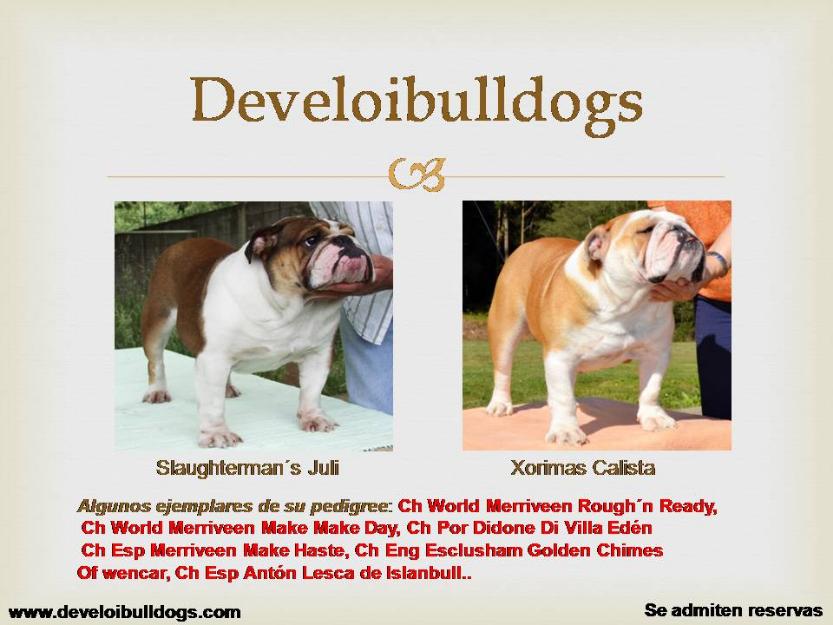 Disponible cachorro de Bulldog Inglés