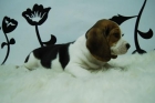 cachorrines de beagle-2meses- perfecto para tu hogar!! te lo enviamos - mejor precio | unprecio.es