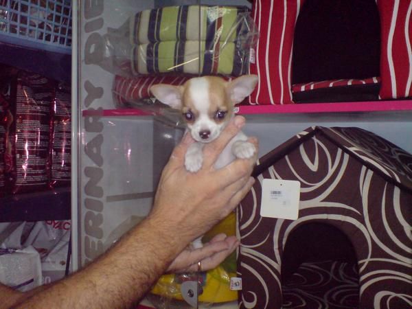 CACHORRITOS DE CHIHUAHUA MINI, 650 EUROS