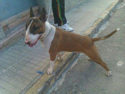 Camada bull terrier excelente pedigree