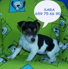 Camada de Jack Rassell en venta ¡Pura Raza