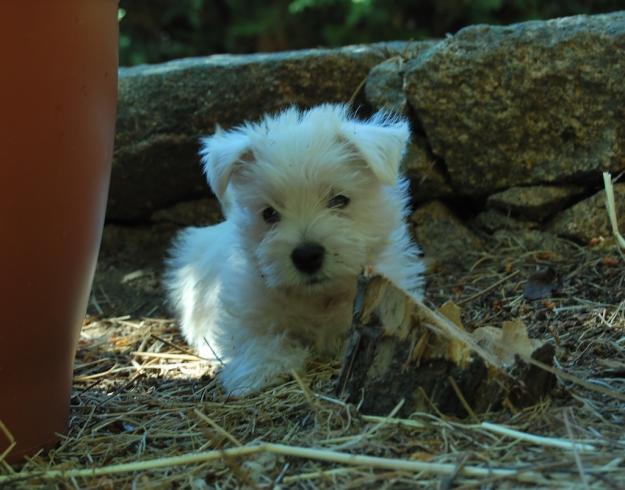 Camada de Westy: nacionales, con pedigree LOE// Foto actual