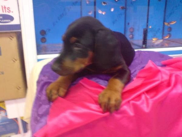 DOBERMAN, CACHORROS, VENTA CRIADERO. Somos criadores y disponemos de una tienda para exposición de nuestros cachorros y