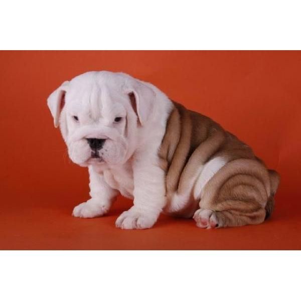 estupenda camada de bulldog ingles 130euros