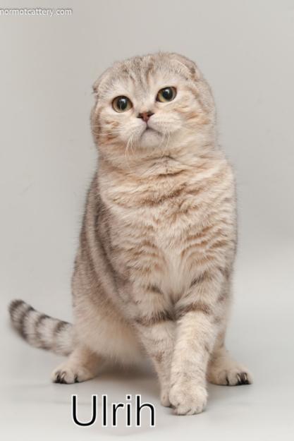 Gatos British shorthair