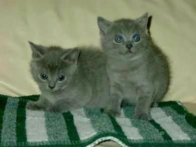 macho y hembra gatitos Cheatreux (11 semanas)
