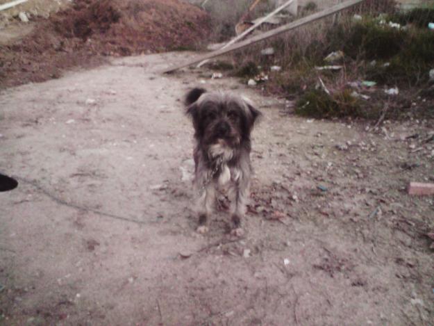 PERROS ABANDONADOS EN SESEÑA