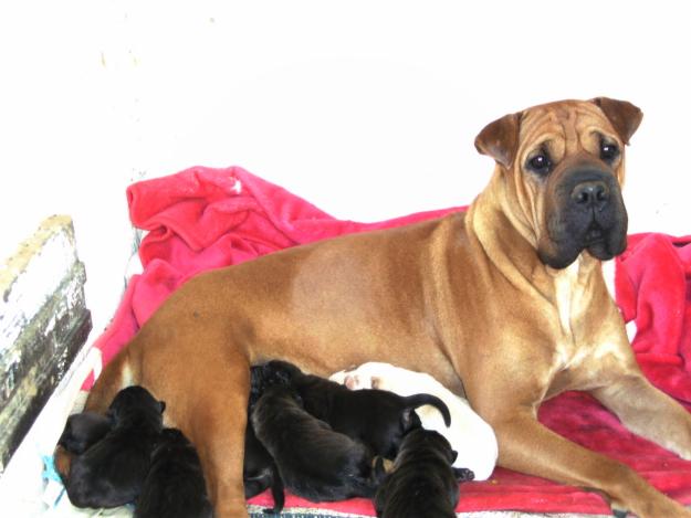 Se venden cachorritos de sharpei a muy buen precio