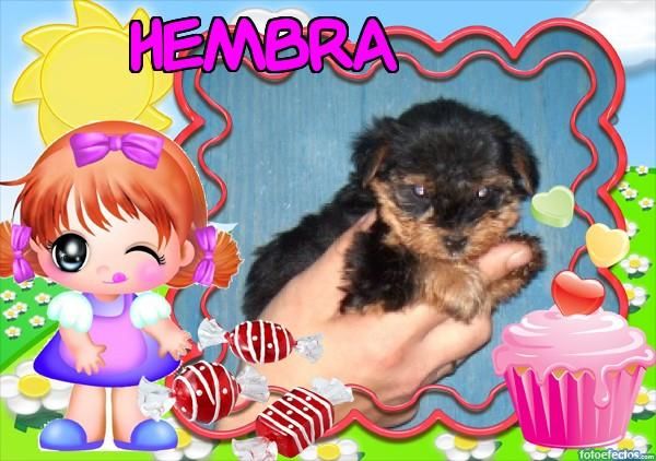 YORKSHIRE TERRIER 1 HEMBRA Y 1 MACHO CON PEDIGRI