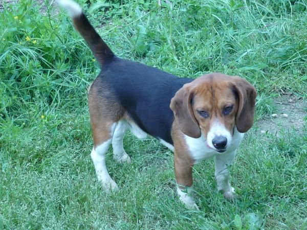 beagle cazando con 3 años