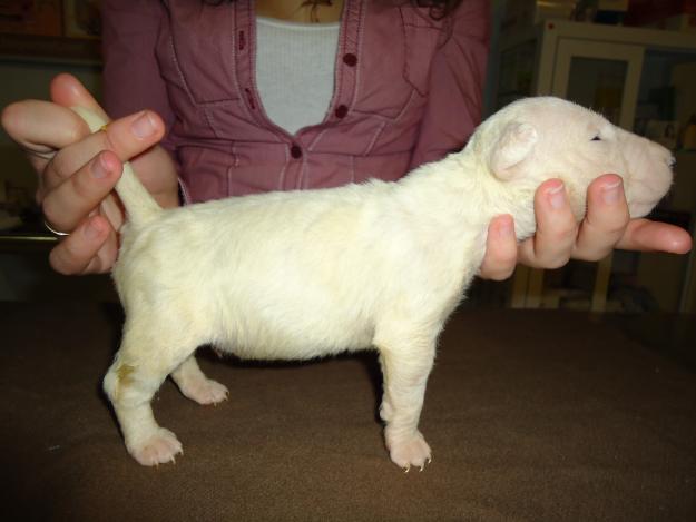 Bull Terrier preciosos!!!