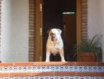 Bulldog ingles disponible para montas ( monta )